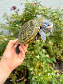 Concentric Diamondback Terrapin Adult Female
