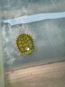 Hi Red Line Bred Pastel Red Eared Slider Turtle 2024