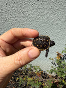 Hi Color Eastern Box Turtle Baby