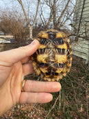 Pancake Tortoise Female