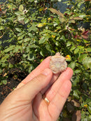 Albino Florida Snapping Turtle 2026