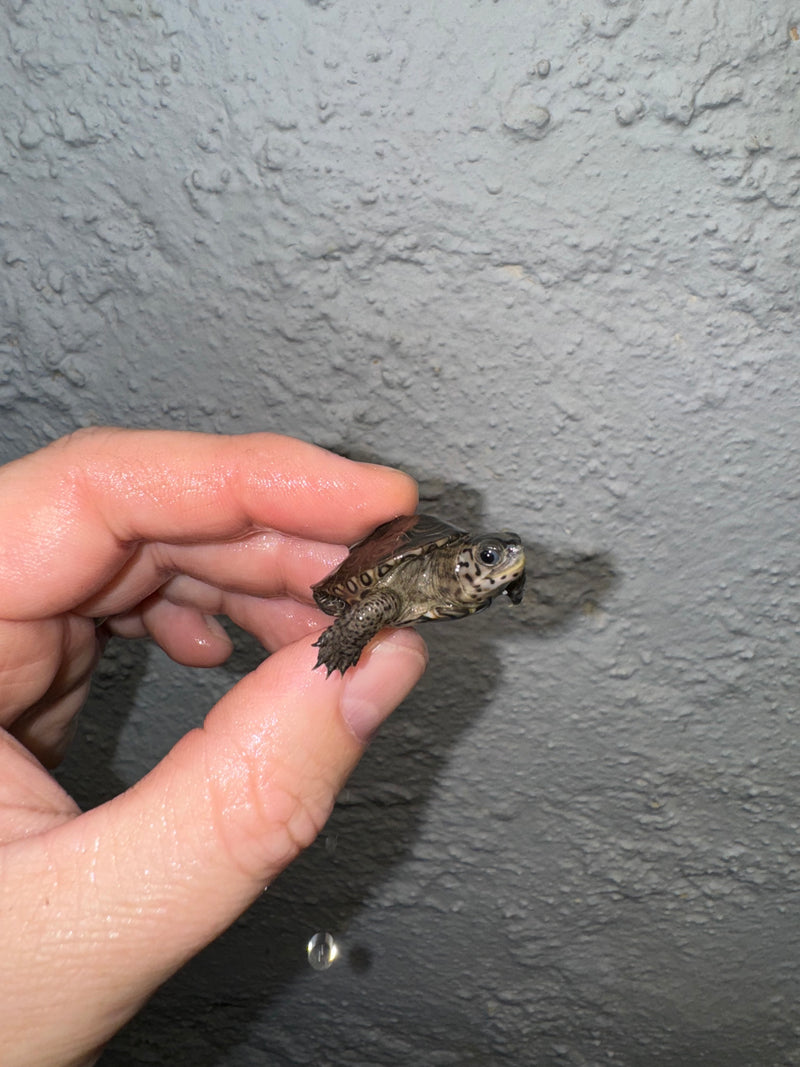 Hi White Concentric Diamondback Terrapin 2024