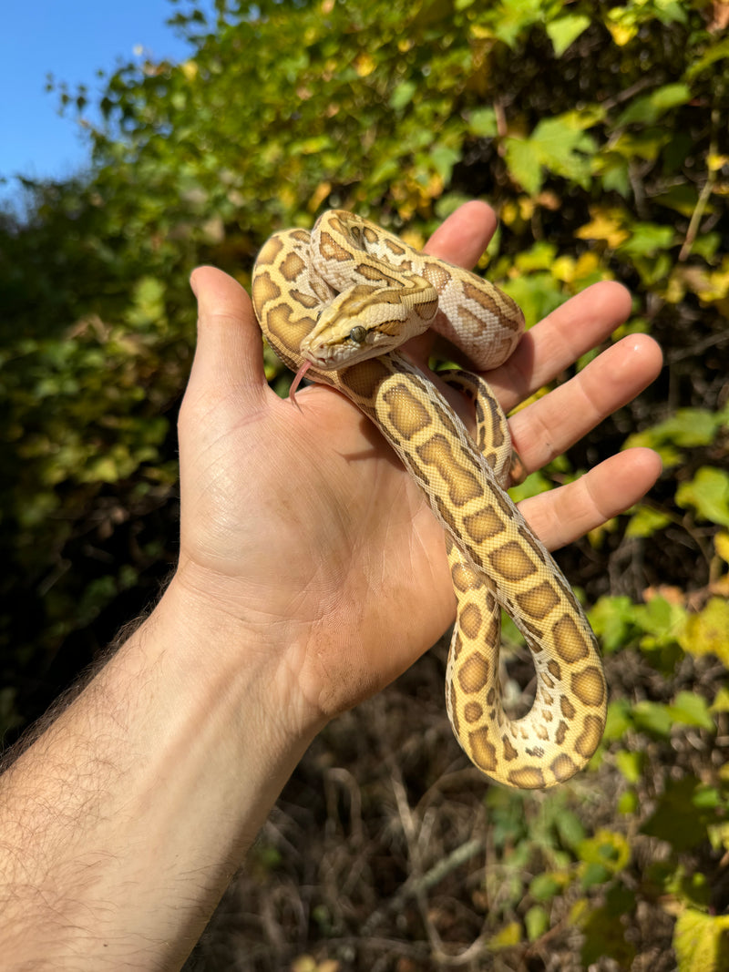 Hypo Burmese Python Male