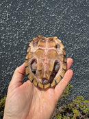 Razor backed Musk Turtle CB Adult Trio