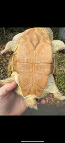 Parker's Snake Neck Turtle Adult Female