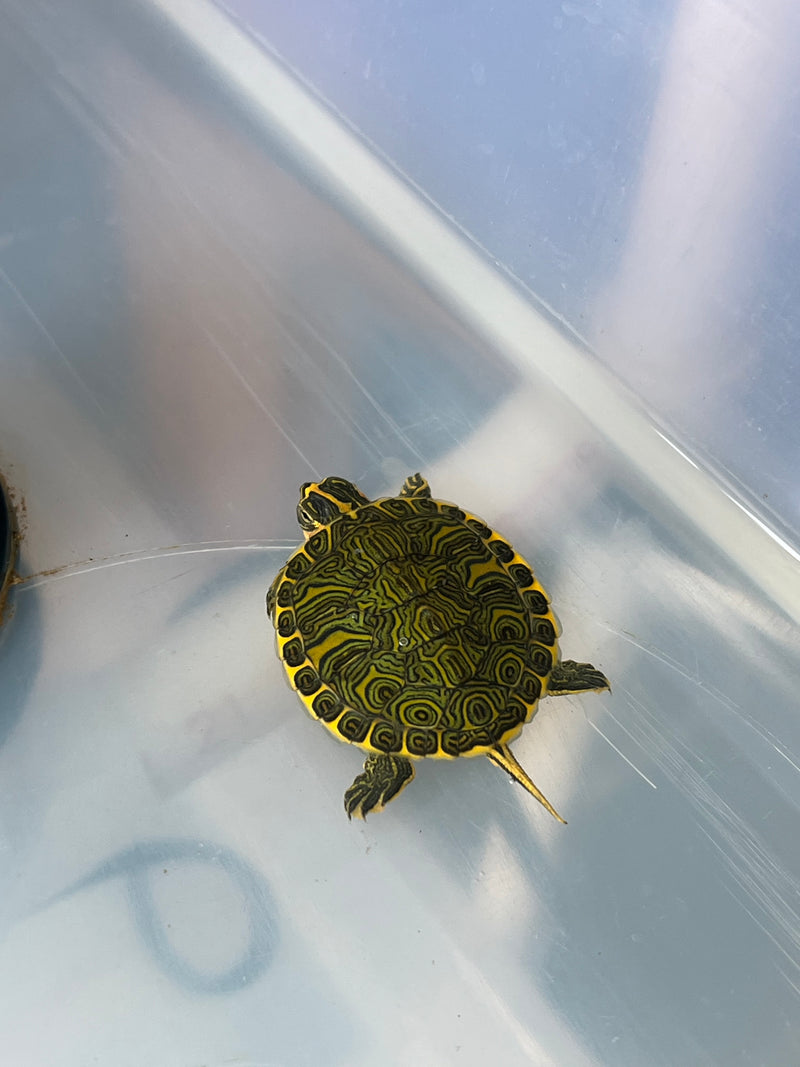 Pastel Clown Red Eared Slider Turtle 2023