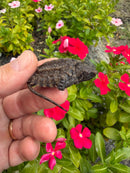 Alligator Snapping Turtle X Common Snapping Turtle