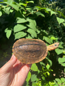 Golden Coin Box Turtle Adult Female (Cuora trifasciata )
