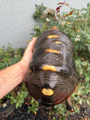 Red Foot Tortoise Adult Male