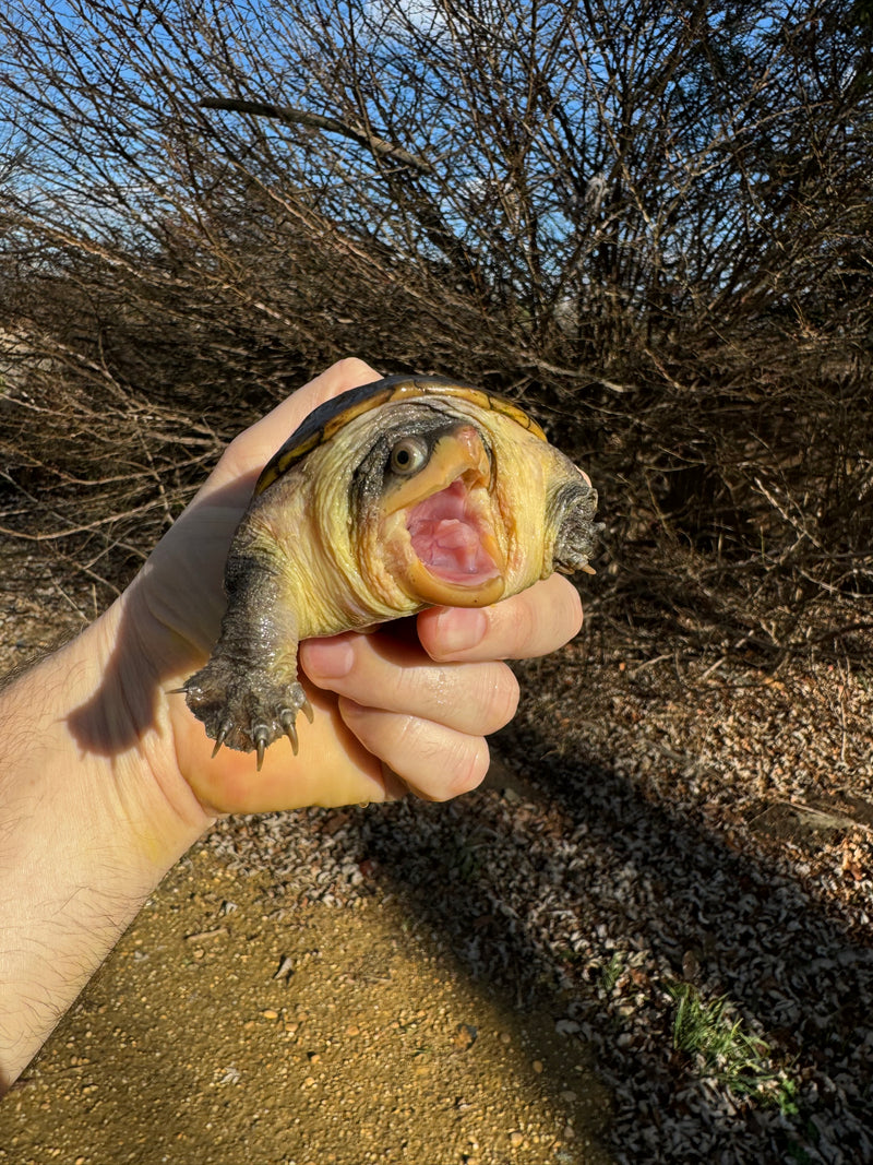 Vampire Musk Turtle Adult Female