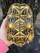 Indian Star Tortoise 2019