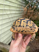 Jordanian Golden Greek Tortoise Female