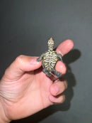 Concentric Diamondback Terrapin 2023 (Malaclemys terrapin)