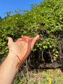 Yunnan Mountain Ratsnake Adult Pair