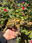Eastern Hermann's Tortoise Adult Male