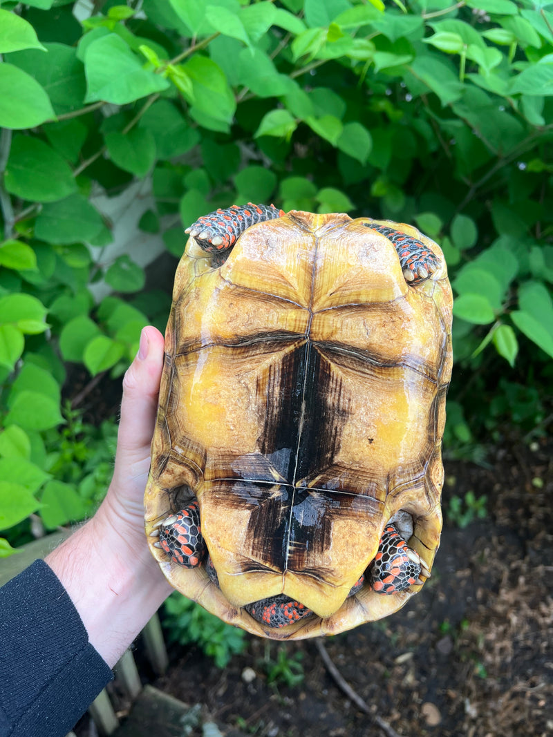 Suriname Red Foot Tortoise Adult Female