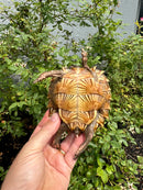 Spiny Hill Turtle CB 2025
