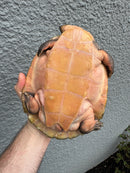 Pink Bellied Snapping Turtle Adult Pair
