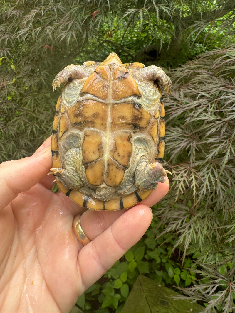 Hypo Stripe-necked Musk Turtle Adult Female