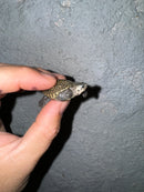 Hi White Concentric Diamondback Terrapin 2024