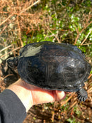 Black Marsh Turtle Adult Pair