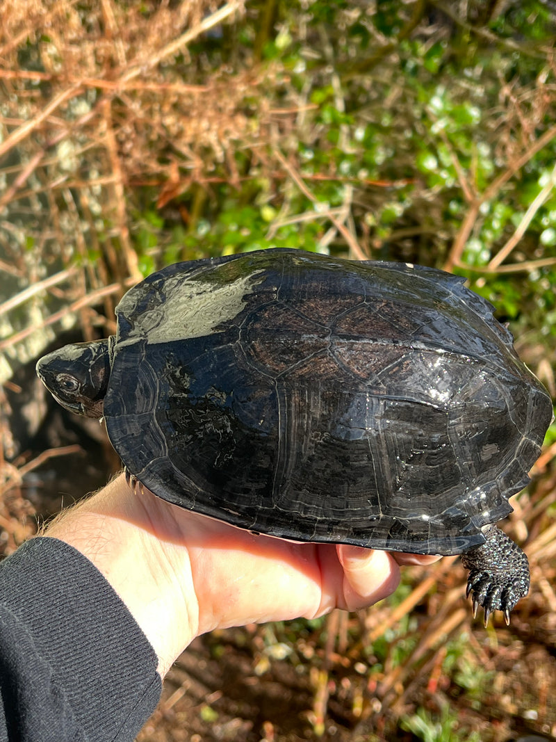 Black Marsh Turtle Adult Pair