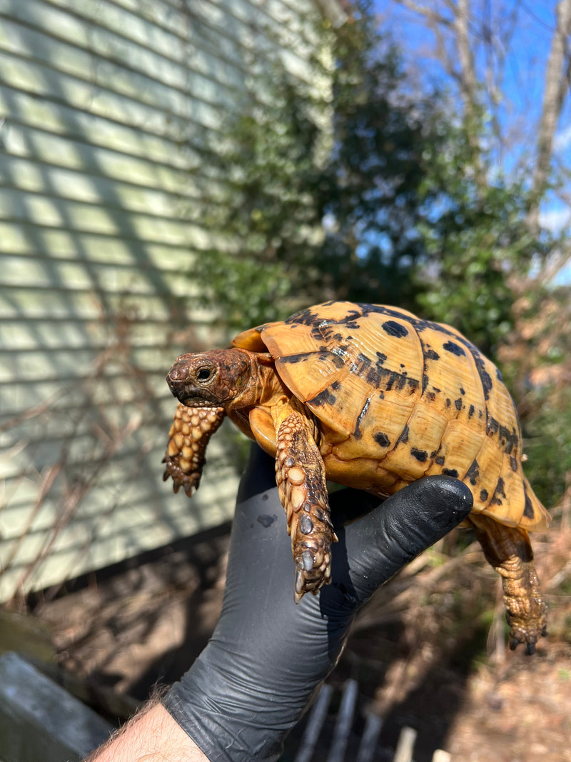 Libyan Greek Tortoise Adult Male