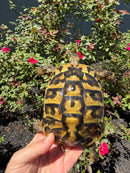 Eastern Hermann's Tortoise Adult Female