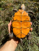 Keeled Box Turtle Adult Female (Cuora mouhotii mouhotii)