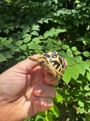 Sri Lankan Star Tortoise 2024