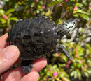 Hi White Concentric Diamondback Terrapin 2025