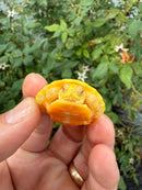 Albino Florida Red Bellied Turtle 2026