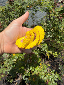 Biak Green Tree Python Yellow Neonate