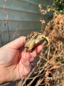 Leopard Tortoise 2024