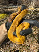 Pastel Pinstripe Low White Pied Ball Python Female