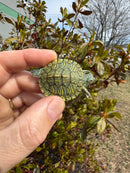 Mitch Clown Red Eared Slider Turtle