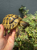 Eastern Hermann's Tortoise Adult Male