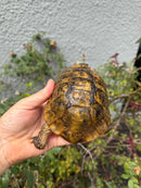 Mesopotamian Greek Tortoise Adult Male