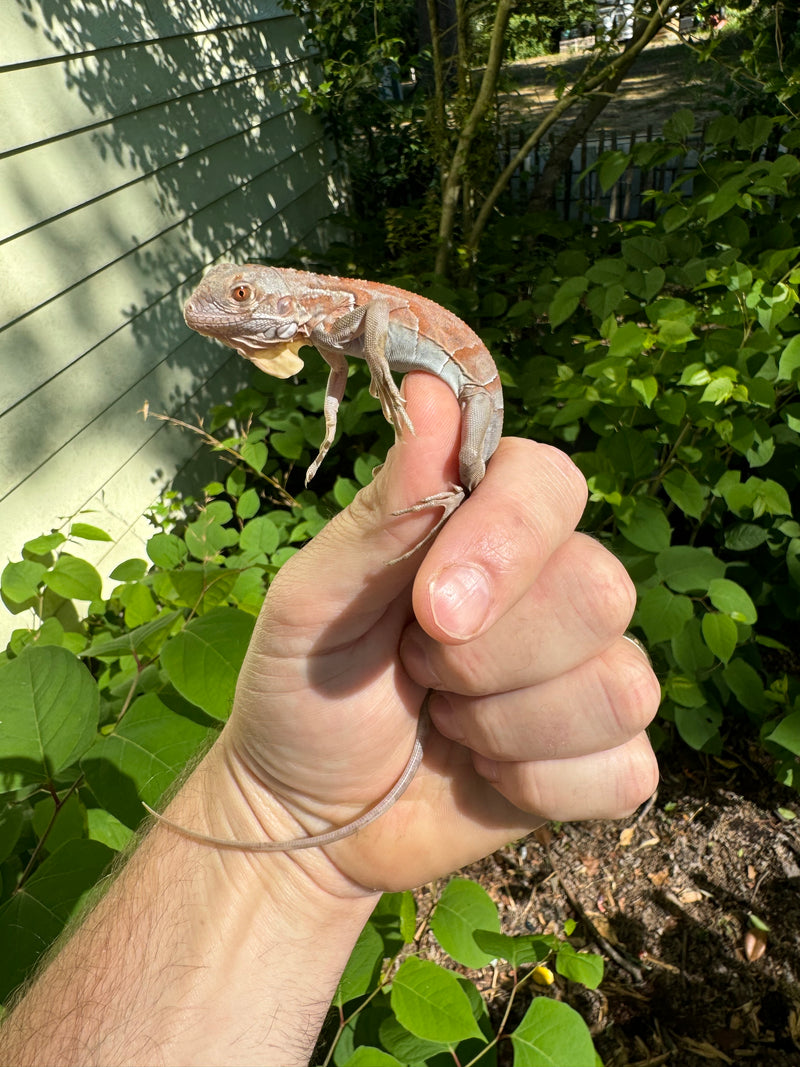 Purple Iguana Babies (Iguana iguana)