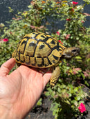 Eastern Hermann's Tortoise Adult Female