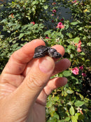 Siamese Common Musk Turtle Babies
