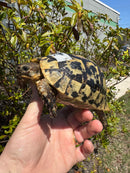 Libyan Greek Tortoise Adult Male