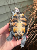 Flowerback Ornate Diamondback Terrapin Female