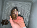 Stripe-necked Musk Turtle Adult Breeding Group 1.4  (Sternotherus peltifer)