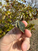 Pastel Picasso Red-Eared SliderTurtle