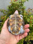 Ornate Diamondback Terrapin Female