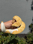 Banana Ball Python Mixed Morph Male