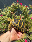 Eastern Hermann's Tortoise Adult Female