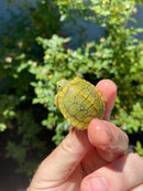 Mitch Clown Red Eared Slider Turtle