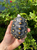 Ornate Diamondback Terrapin Female